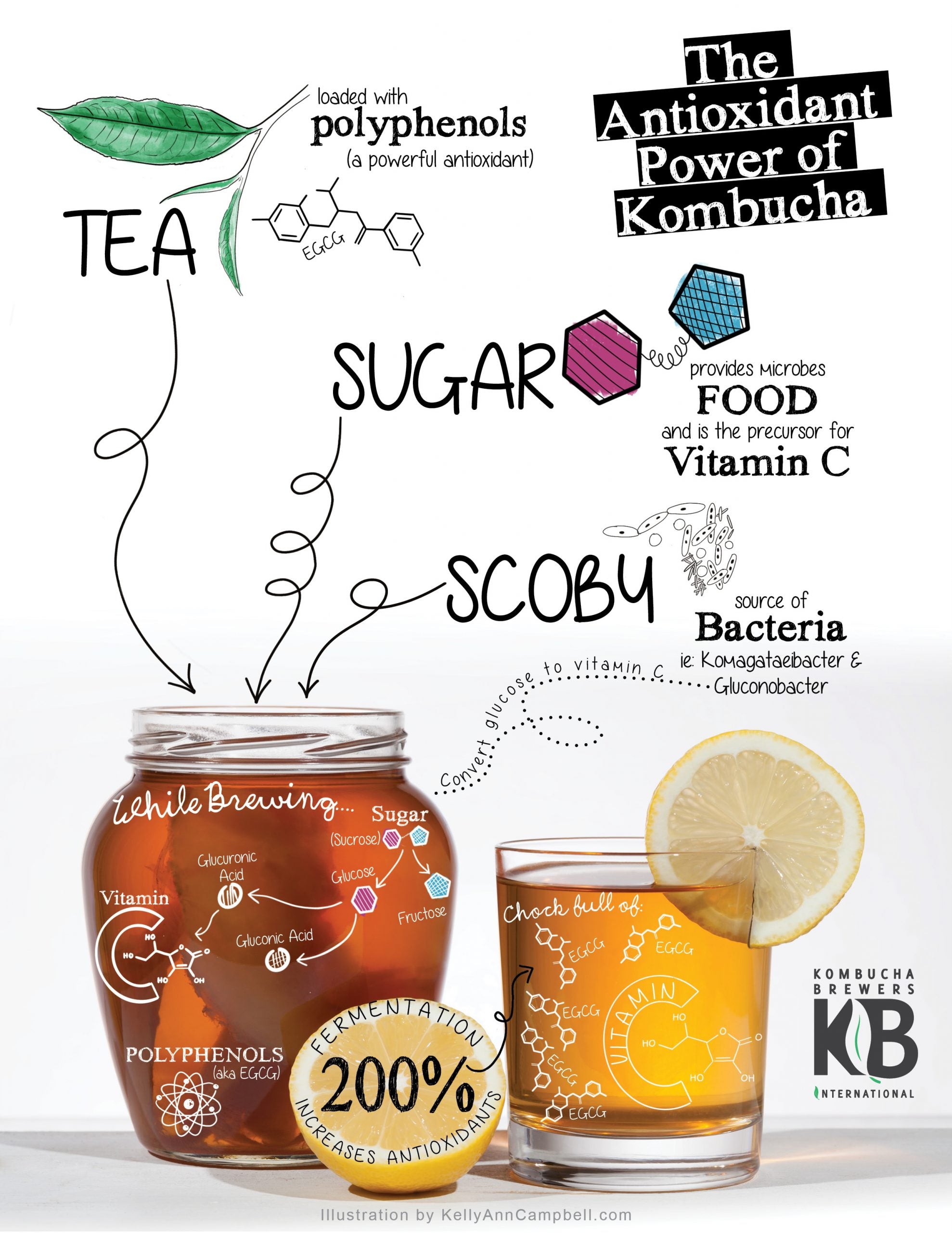 Antioxidants in kombucha and how they get there…